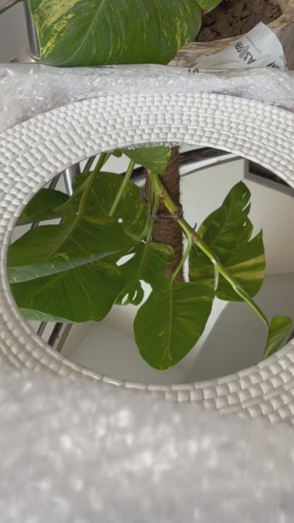Ivory Round Mirror Mosaic Wall Hanging (3-Pack) by Mirroza